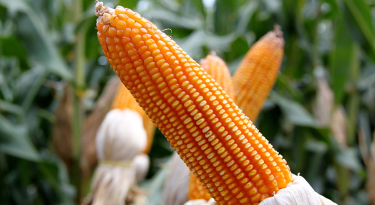 corn-1.jpg