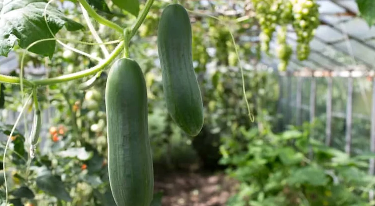 cucum.jpg