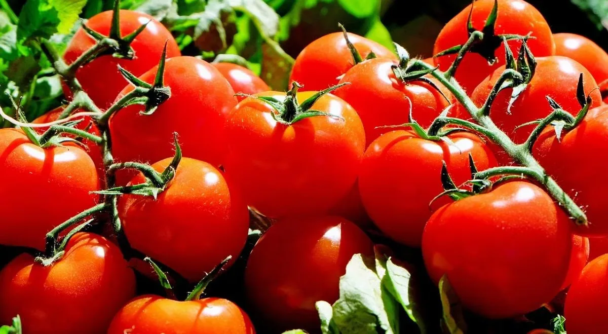 tomatoes.jpg
